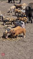 2 X 3MO JULIANA X MINI KUNE KUNE GILTS - 4