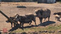2 X 3MO JULIANA X MINI KUNE KUNE GILTS - 8