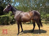 4YO 15.1HH THOROUGHBRED GELDING