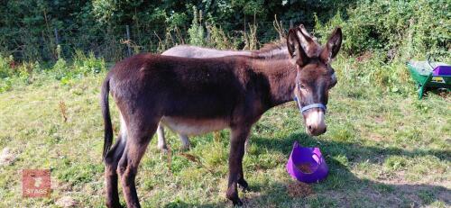 1YO JENNY DONKEY
