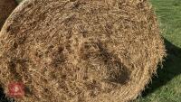 50 X 2026 ROUND BALES OF HAY (BIDS PER BALE) - 2