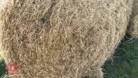 50 X 2026 ROUND BALES OF HAY (BIDS PER BALE) - 4