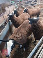 6MO ZWARTBLE RAM LAMB - 2