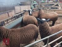 6MO ZWARTBLE RAM LAMB - 4
