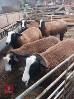 6MO ZWARTBLE RAM LAMB - 3