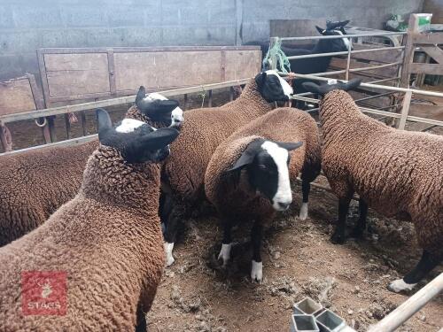 6MO ZWARTBLE RAM LAMB