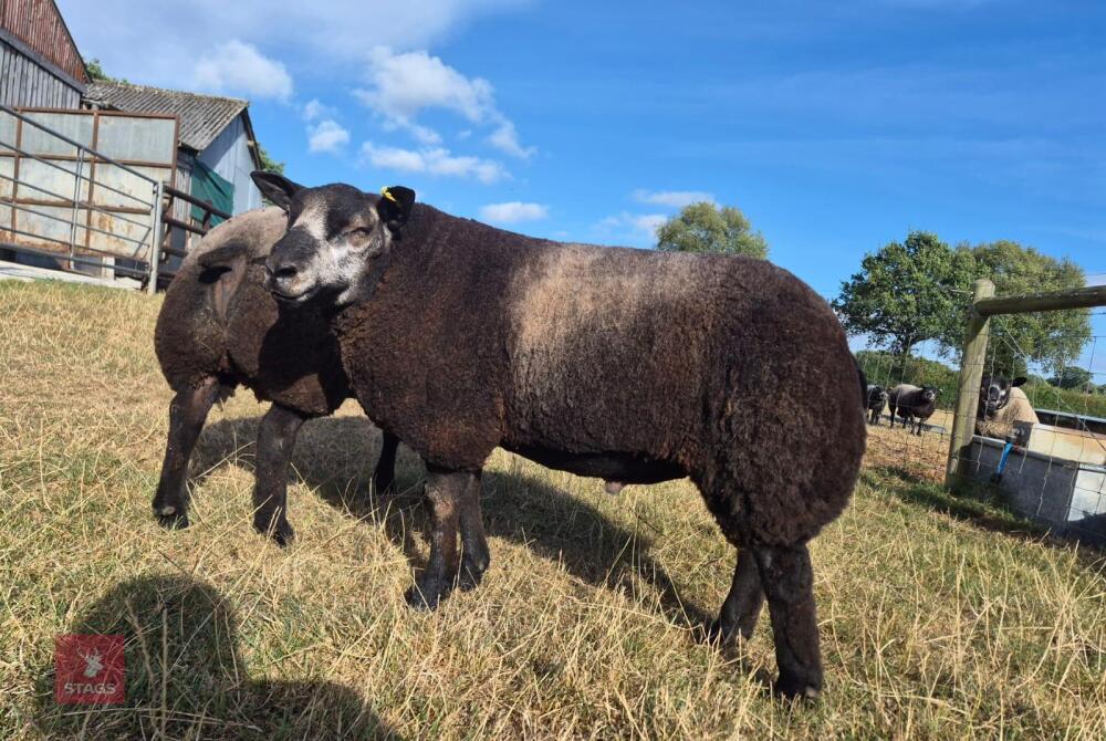 7MO PEDIGREE BLUE TEXEL RAM LAMB