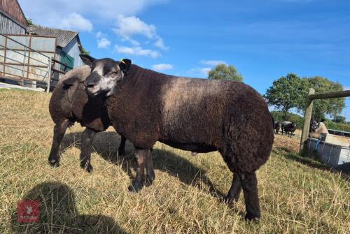 7MO PEDIGREE BLUE TEXEL RAM LAMB