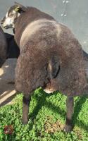 7MO PEDIGREE BLUE TEXEL RAM LAMB - 2