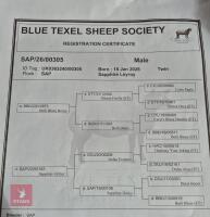 7MO PEDIGREE BLUE TEXEL RAM LAMB - 3