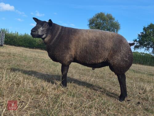 7MO PEDIGREE BLUE TEXEL RAM LAMB