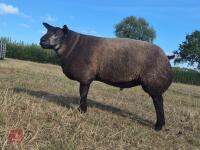 7MO PEDIGREE BLUE TEXEL RAM LAMB