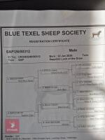 7MO PEDIGREE BLUE TEXEL RAM LAMB - 3