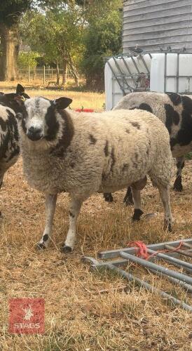 6MO PEDIGREE DUTCH SPOTTED RAM LAMB
