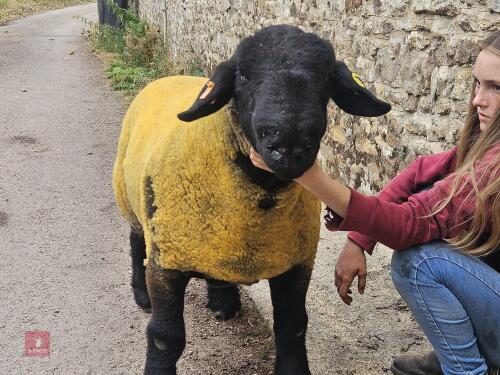 PEDIGREE SUFFOLK SHEARLING RAM