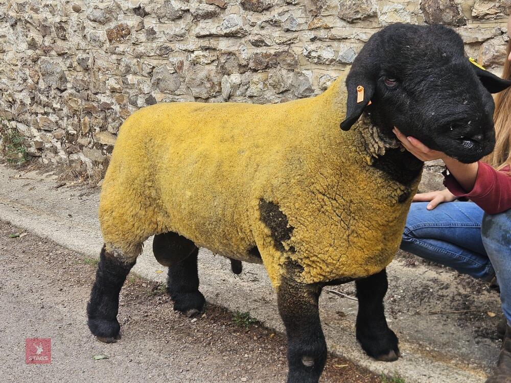 PEDIGREE SUFFOLK SHEARLING RAM