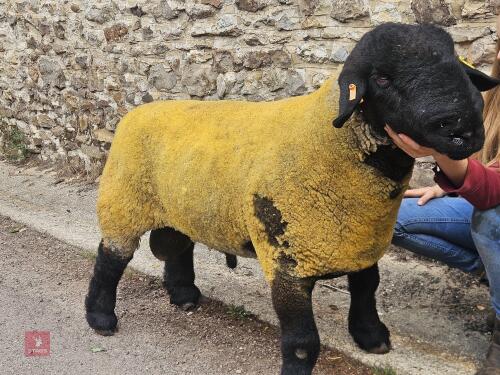 PEDIGREE SUFFOLK SHEARLING RAM