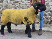PEDIGREE SUFFOLK SHEARLING RAM - 3