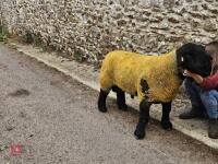 PEDIGREE SUFFOLK SHEARLING RAM - 4