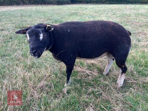 PEDIGREE BADGERFACE TEXEL SHEARLING RAM