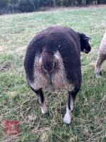 PEDIGREE BADGERFACE TEXEL SHEARLING RAM - 3