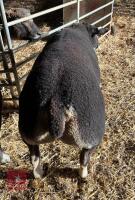PEDIGREE BADGERFACE TEXEL SHEARLING RAM - 4
