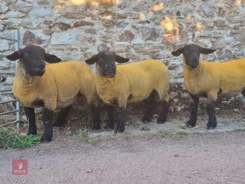 3 X PEDIGREE SUFFOLK SHEARLING EWES - BIDS PER LIFE