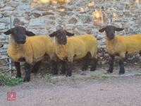 3 X PEDIGREE SUFFOLK SHEARLING EWES - BIDS PER LIFE