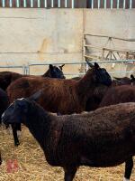 9 X 2T & 4T ZWARTBLE EWES