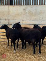 9 X 2T & 4T ZWARTBLE EWES - 2