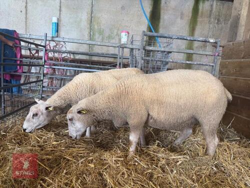 2 CHAROLAIS X SHEARLING EWES - BIDS PER LIFE
