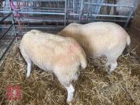 2 CHAROLAIS X SHEARLING EWES - BIDS PER LIFE - 2