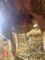2 CHAROLAIS X SHEARLING EWES - BIDS PER LIFE - 4