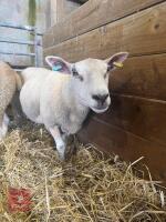 2 CHAROLAIS X SHEARLING EWES - BIDS PER LIFE - 5