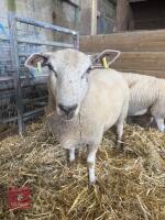2 CHAROLAIS X SHEARLING EWES - BIDS PER LIFE - 6