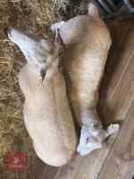 2 CHAROLAIS X SHEARLING EWES - BIDS PER LIFE - 7