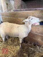 CHAROLAIS X SHEARLING EWE