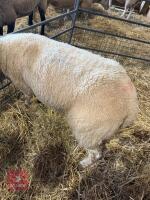 CHAROLAIS X SHEARLING EWE - 2
