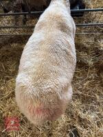 CHAROLAIS X SHEARLING EWE - 3