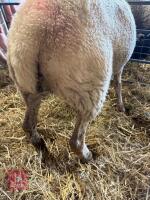 CHAROLAIS X SHEARLING EWE - 4