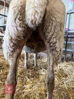 CHAROLAIS X SHEARLING EWE - 5