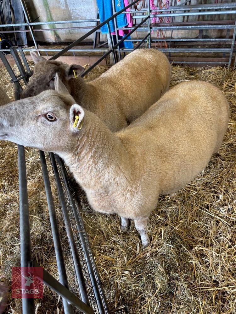 2 CHAROLAIS X 4T EWES - BIDS PER LIFE