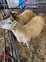 2 CHAROLAIS X 4T EWES - BIDS PER LIFE
