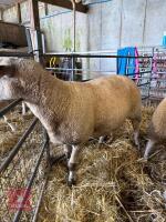 2 CHAROLAIS X 4T EWES - BIDS PER LIFE - 2