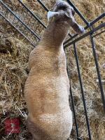 2 CHAROLAIS X 4T EWES - BIDS PER LIFE - 3