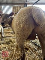 2 CHAROLAIS X 4T EWES - BIDS PER LIFE - 4