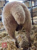 2 CHAROLAIS X 4T EWES - BIDS PER LIFE - 5