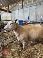 2 CHAROLAIS X 4T EWES - BIDS PER LIFE - 6