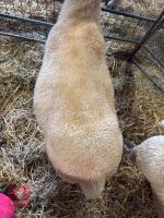 2 CHAROLAIS X 4T EWES - BIDS PER LIFE - 7