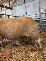 2 CHAROLAIS X 4T EWES - BIDS PER LIFE - 8